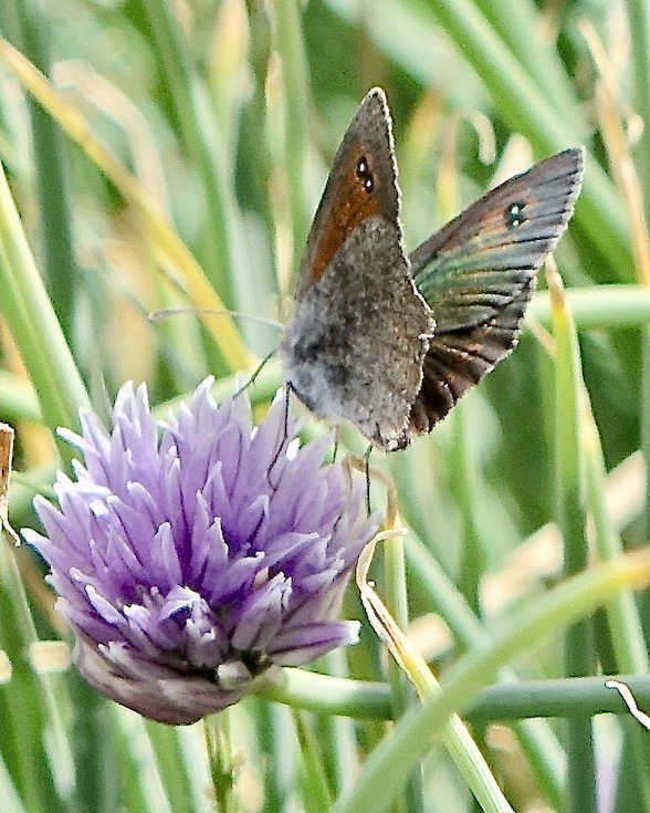common brassy ringlet